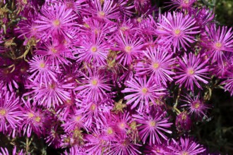 Midday flower (Delosperma), flower, in bloom, Kirstenbosch Botanical Gardens, Cape Town, South