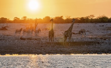 Angolan giraffe (Giraffa giraffa angolensis), two giraffes in the backlight at sunset, atmospheric