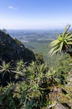 Krantz aloe (Aloe arborescens) growing on rocks, view at God's Window, canyon landscape, near