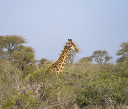 Southern giraffe (Giraffa giraffa giraffa), between trees, African savannah, Kruger National Park,