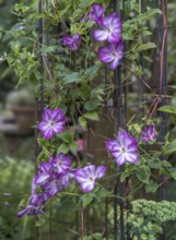 Clematis, clematis, North Rhine-Westphalia, Germany, Europe