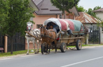 An overloaded horse-drawn carriage drives along the road on a sunny day, Transylvania, Carpathians,