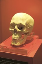 Ggantija temples visitor centre display museum, Gozo, Malta skull of neolithic adult female