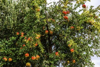 Pomegranate, Montenegro, Montenegro, Europe