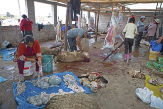 Peruvians gut sheep, offal and sheep heads at the slaughterhouse in Chinchero, Cusco region, Peru,