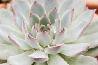 Beautiful succulent plant in greenhouse. Closeup, floral patterns, selective focus