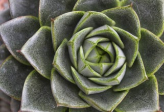 Beautiful succulent plant in greenhouse. Closeup, floral patterns, selective focus