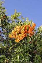 Firethorn (Pyracantha), in the blue sky, North Rhine-Westphalia, Germany, Europe