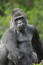 Western lowland gorilla (Gorilla gorilla gorilla), male, silverback, captive, occurring in Africa