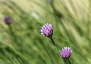 Chive (Allium schoenoprasum), in bloom, North Rhine-Westphalia, Germany, Europe