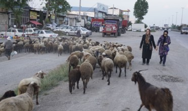 Flock of sheep on a road, Iran, Amol, 17/05/2016, Asia