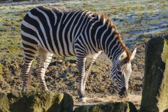 Boehm's zebra, grand zebra, plains zebra (Equus quagga) occur in East Africa, captive, North