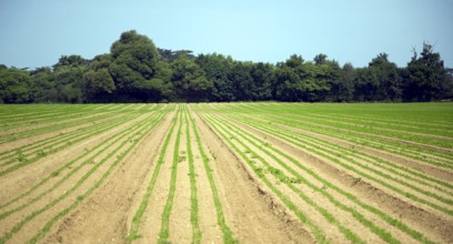 Lines of young carrot plants growing in sandy field, Shottisham, Suffolk, England, United Kingdom,