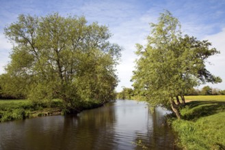 Willow trees line meandering River Stour, Dedham Vale, Essex Suffolk border, England, United