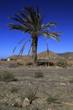 Date palm tree against deep blue sky in semi-desert near Pajara, Fuerteventura, Canary Islands,