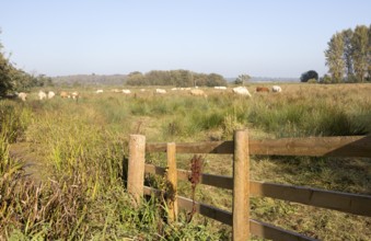 Cattle grazing in wetland water meadow at Eastbridge, Suffolk, England, UK