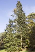 Grand Fir tree, Abies Grandis, National arboretum, Westonbirt arboretum, Gloucestershire, England,