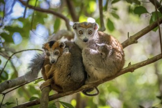 Crowned lemur (Eulemur coronatus) in the dry forests of Ankarana National Park in north-west