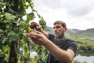 Winemaker Kilian Franzen harvesting Riesling grapes in one of the steepest vineyards in Europe,