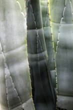 Abstract pattern of leaves agave americana cactus plant growing in Cabo de Gata natural park,