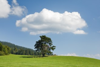 Old pine tree in Oberägeri, Canton Zug, Switzerland, Europe