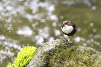 White-throated Dipper (Cinclus cinclus), at a torrent with larvae in its beak,