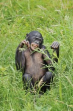 Bonobo or bonobo (Pan paniscus), juvenile, captive, occurring in the Congo