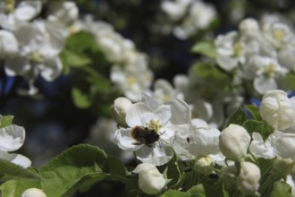 Apple blossoms on a tree in an orchard in the Osterzgebirge, Bannewitz, Saxony, Germany, Europe