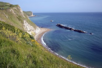 A line of limestone stumps cross Man o' War bay on the Jurassic coast near Lulworth Cove, Dorset,