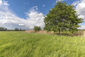 Natural meadow on a sunny spring day (Natural meadow on a sunny spring day) . Bas Rhin, Alsace,