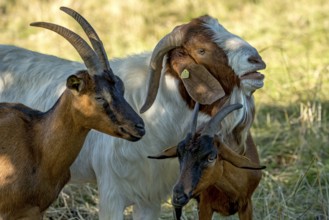 Goats (Capra), Boer goats, goats courting buck with long beard, scent, pasture with dry grass,