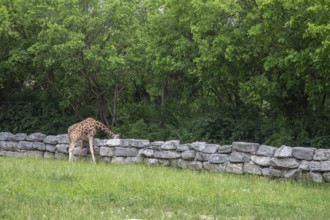 Detroit, Michigan, A giraffe (Giraffa camelopardalis) at the Detroit Zoo explores the food on the