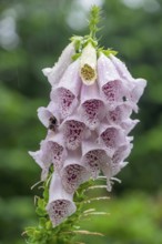 Foxglove (Digitalis purpurea), raindrops, North Rhine-Westphalia, Germany, Europe