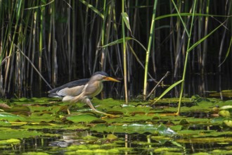 Common little bittern (Ixobrychus minutus, Ardea minuta) adult male walking over water lily pads