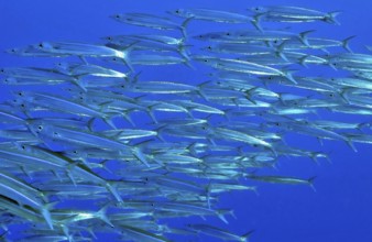 School of Heller's barracuda (Sphyraena helleri), Pacific Ocean