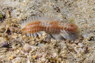 Golden fireworm (Chloeia flava) Bristle worm with pointed poisonous whitish light-coloured