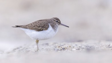 Common sandpiper (Actitis hypoleucos) Snipe bird, foraging in silt, resting, shallow water zone,