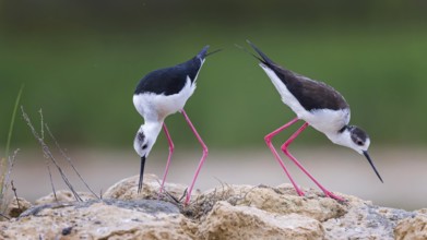 Black-winged Black-winged Stilt (Himantopus himantopus) Family of avocets, male, female, building a