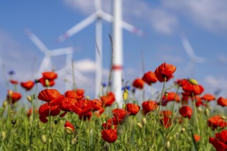 Wind farm, field with flower strips, insect-friendly border of fields with mixed flowers, poppies,