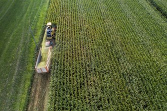 Maize harvest, combine harvester, chopper works its way through a maize field, the silage is pumped