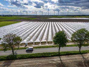 Agriculture, large areas with foil tunnel, for the cultivation of strawberries, freshly cultivated