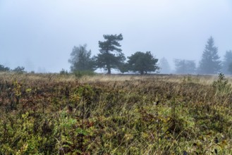 The high heath on the Kahler Asten, mountain in the Sauerland, in autumn fog, Winterberg, North