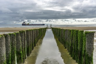 North Sea coast in Zeeland, called Zeeland Riviera, breakwater, made of wooden piles, near