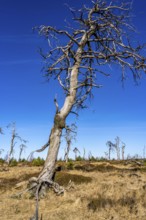 Noir Flohay ghost forest, remnants of a forest fire from 2011 in the High Fens, high moor, in the