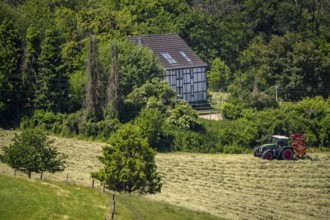 Farmer turning freshly cut hay with a tractor, Velbert, North Rhine-Westphalia, Germany, Europe