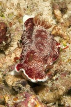 Magnificent star snail (Chromodoris reticulata), nudibranch, nudibranch, hermaphrodite, Pacific,