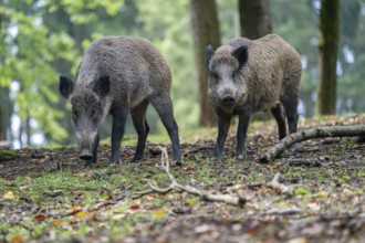 Wild boar (Sus scrofa), Vulkaneifel, Rhineland-Palatinate, Germany, Europe