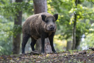 Wild boar (Sus scrofa), boar, Vulkaneifel, Rhineland-Palatinate, Germany, Europe