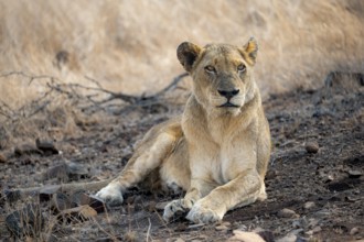 Lion (Panthera leo), adult female, lying down, African savannah, Kruger National Park, South