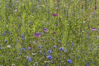 Flower meadow with cornflowers (Centaurea cyanea) and cosmos (Cosmos), Emsland, Lower Saxony,